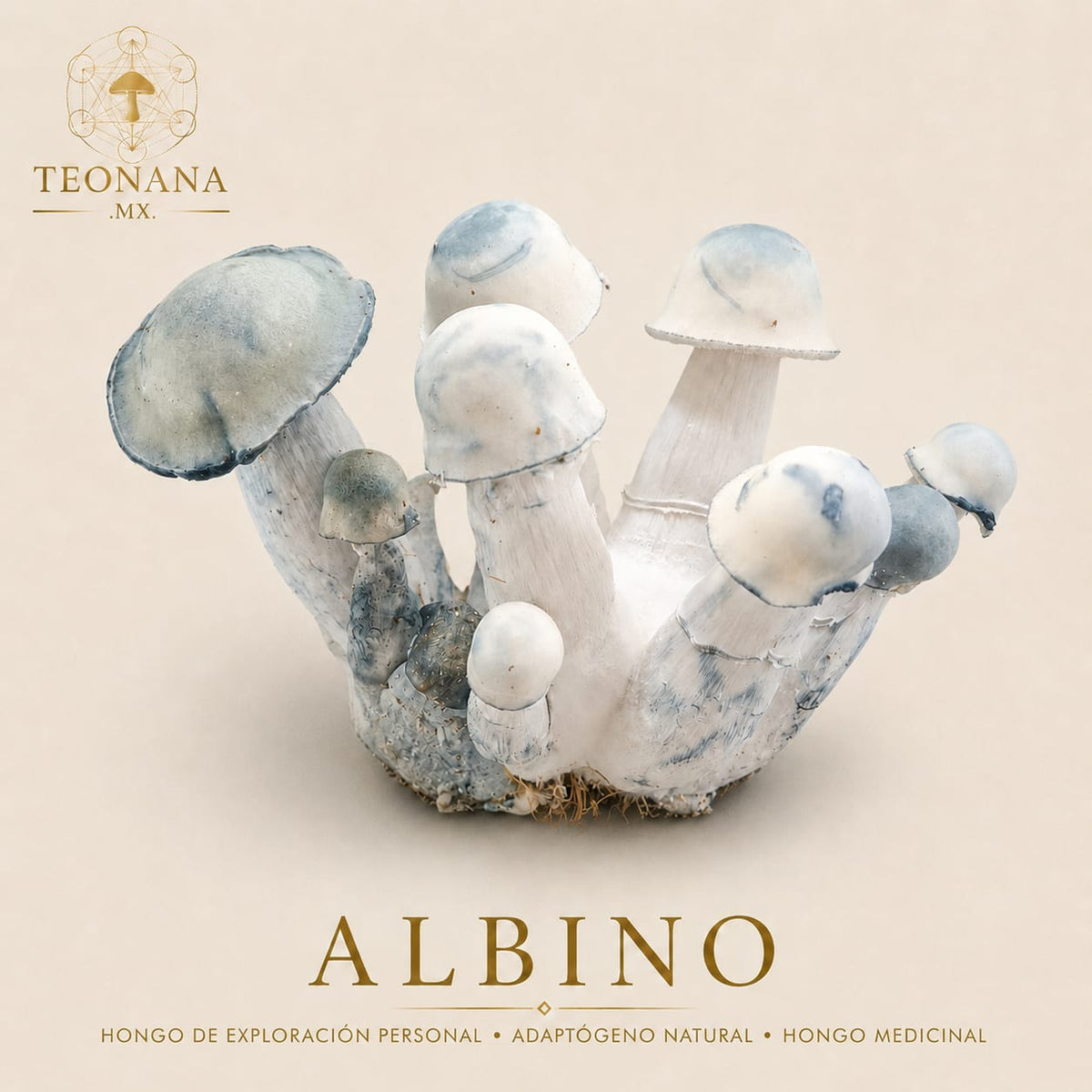 Polvo o Entero TEONANA