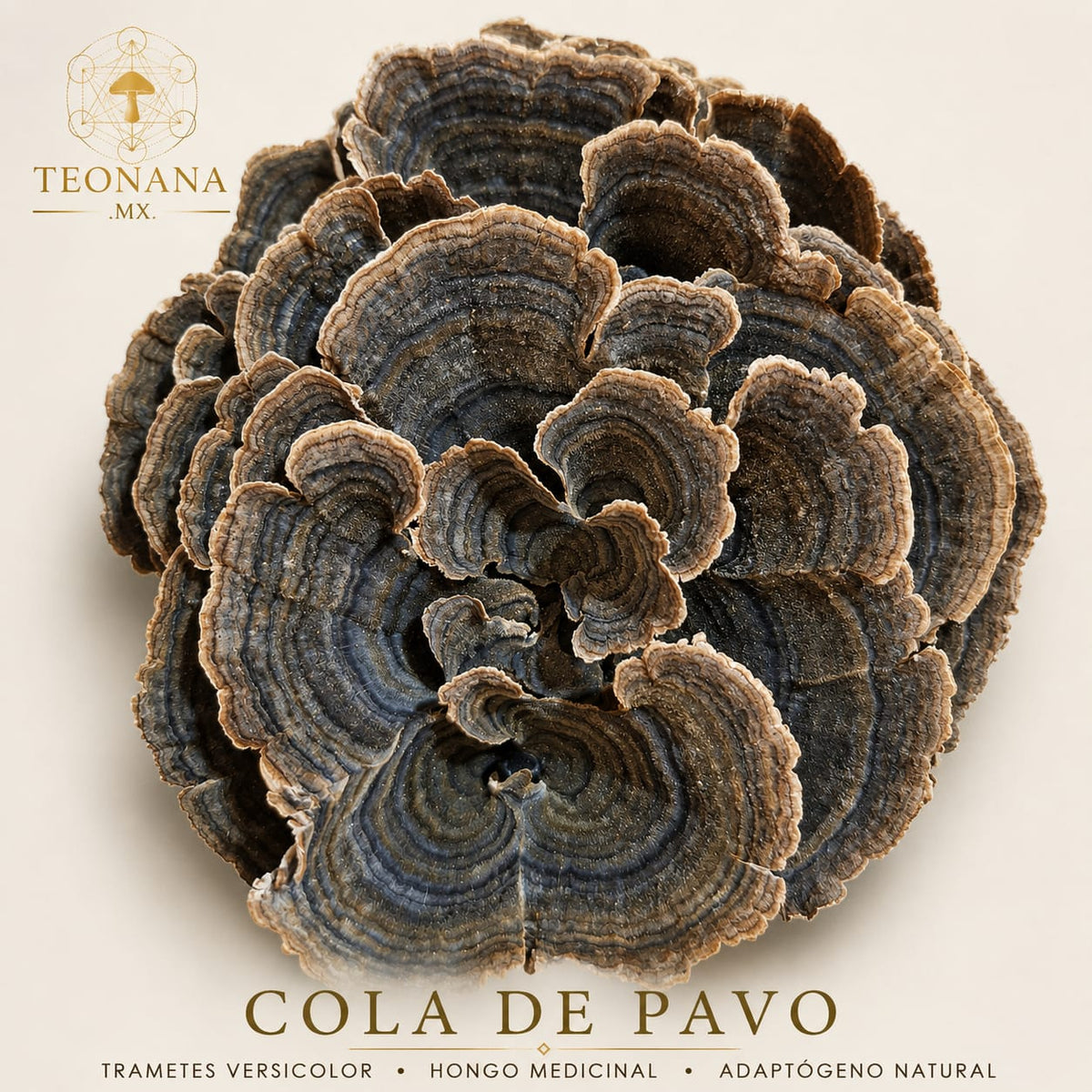 Polvo o Entero TEONANA